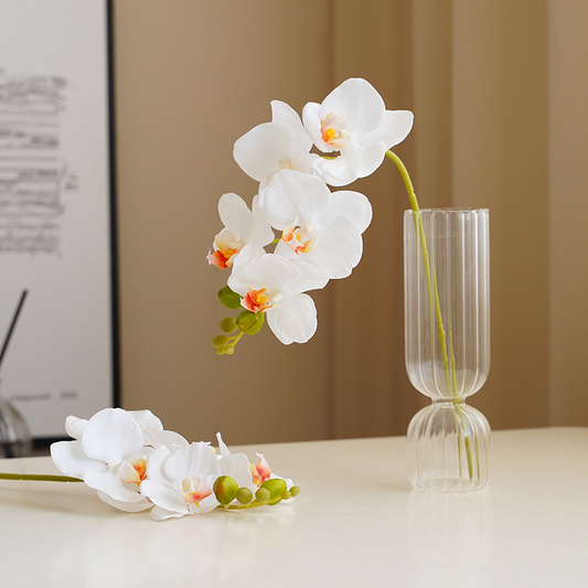 Phalaenopsis Orchid (Set of 3) - Awishkart.com