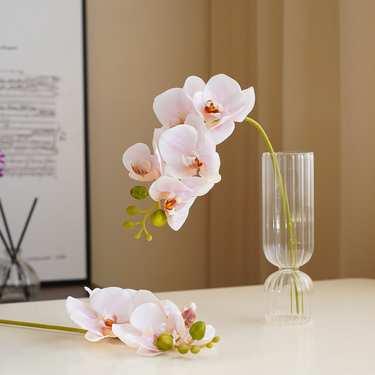 Phalaenopsis Orchid (Set of 3) - Awishkart.com
