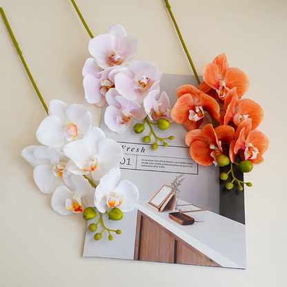 Phalaenopsis Orchid (Set of 3) - Awishkart.com