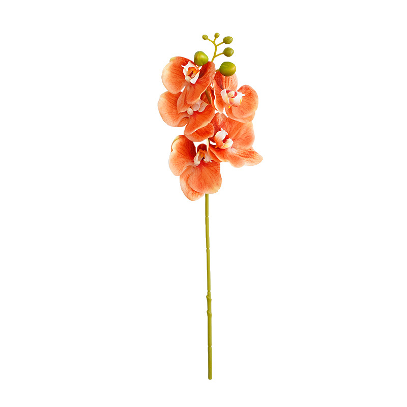 Phalaenopsis Orchid (Set of 3) - Awishkart.com